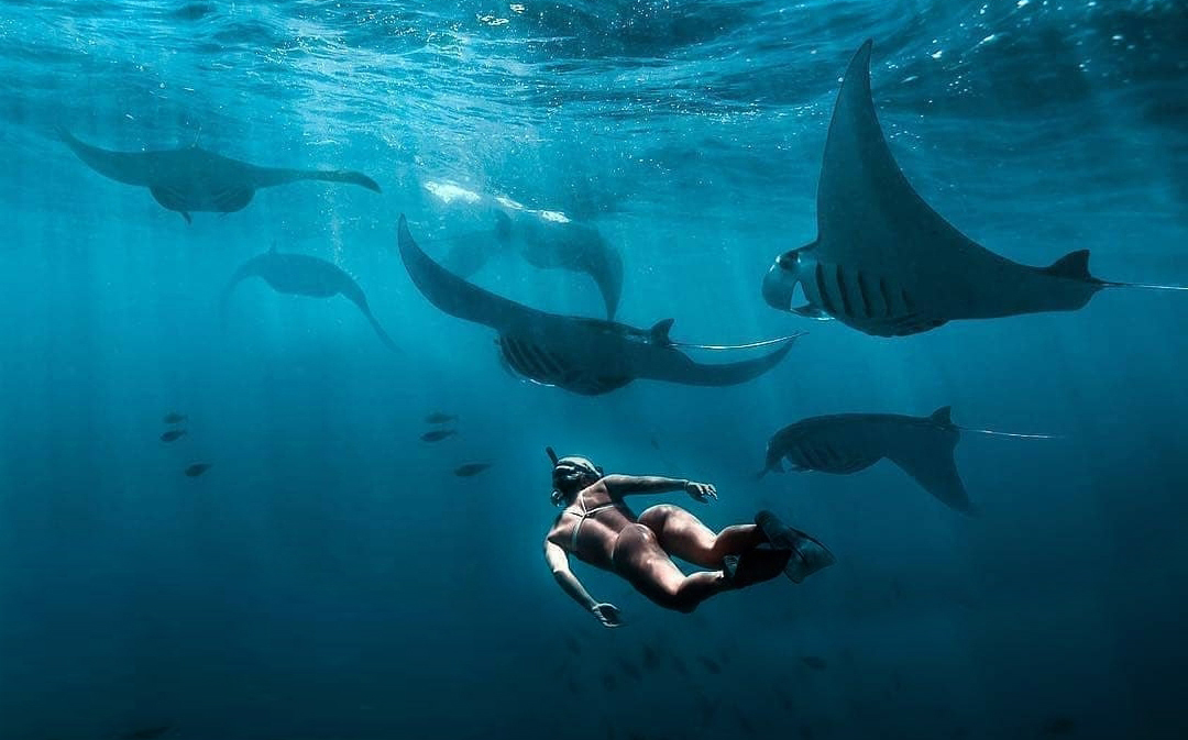 <p>Snorkeling with Manta Ray</p>